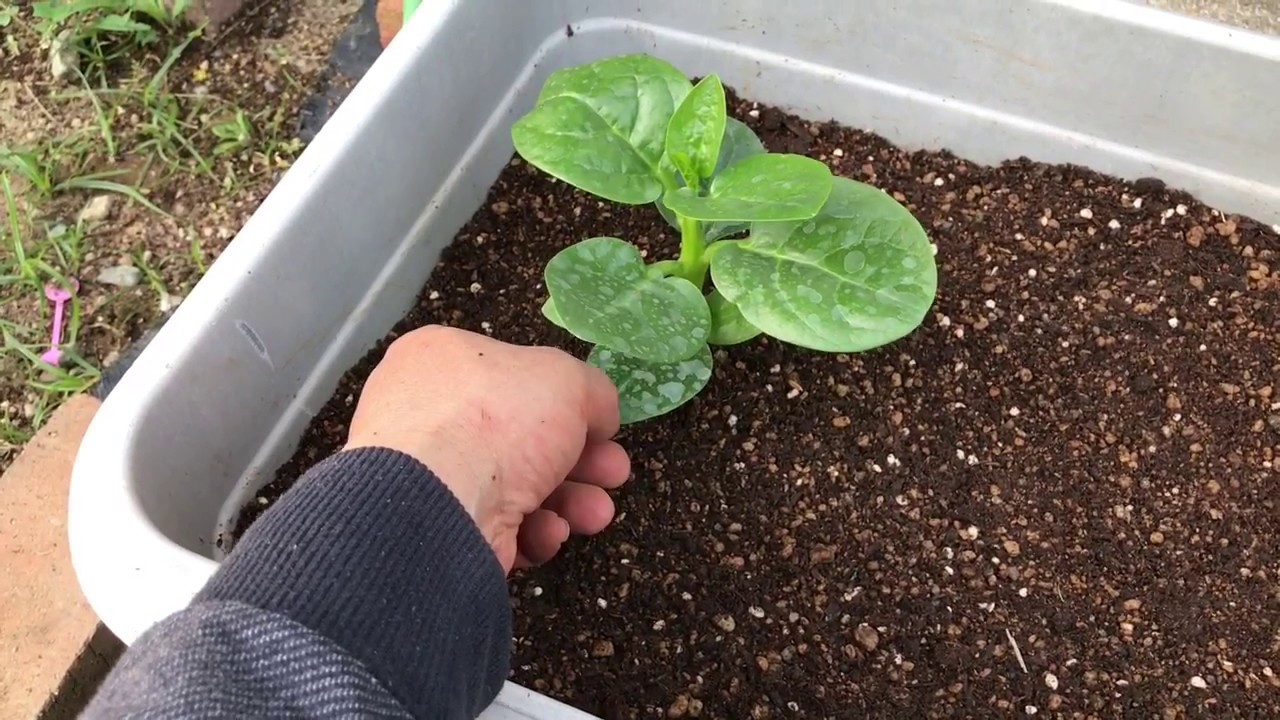 隠れた 夏のお薦め野菜 ツルムラサキ の植えつけ Youtube