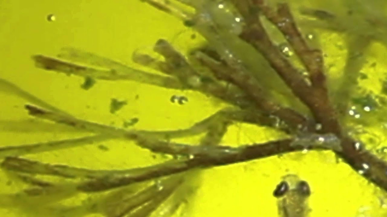 ケーススタディ ブライン無しのラクラク金魚稚魚飼育 経過報告 金魚部