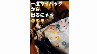 マイバッグの中から子マグロさんこんにちは???