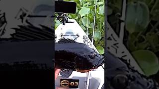 Incrível Tucunaré Preto