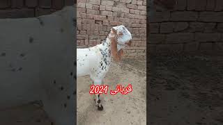 Qurbani 2024