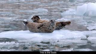 Welcome to Kenai Fjords! | Kenai Fjords National Park, Alaska