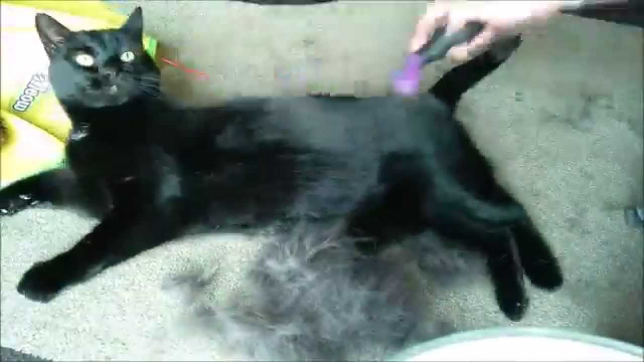  Cat  Grooming testing the FURMINATOR  YouTube