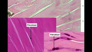 Anatomy | Histology of Connective Tissue