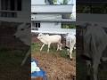 Funever  cattles cattlefarm farminglife cutecows playful gaushala cowsarecool