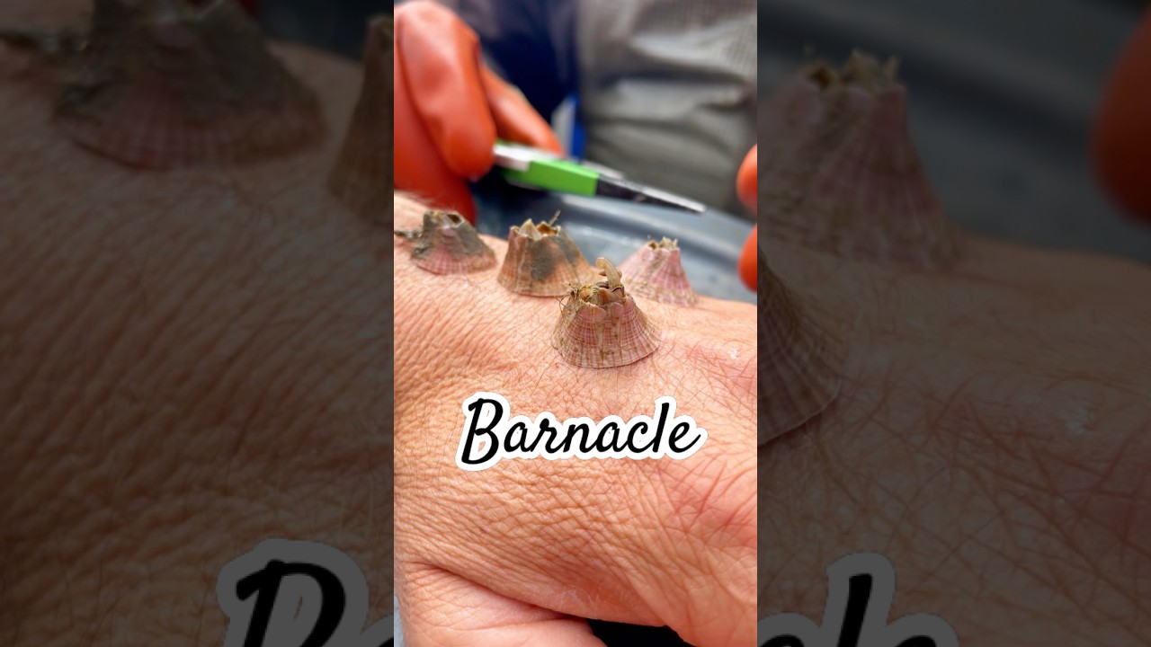 Removing barnacles is so satisfying to watch #fyp #youtubeshorts #animals #barnacles
