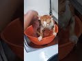 Bath time for milo the tabby cat