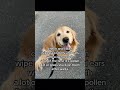 #sponsored #betterwild #dogallergies #dogsoftiktok #dogs