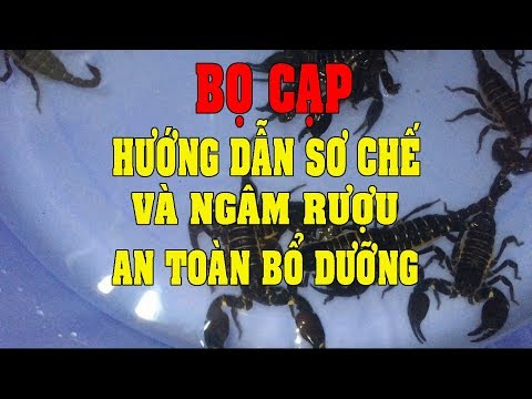 Video Bọ cạp - Sơ chế và ngâm rượu bọ cạp - Tác dụng của... - youtube