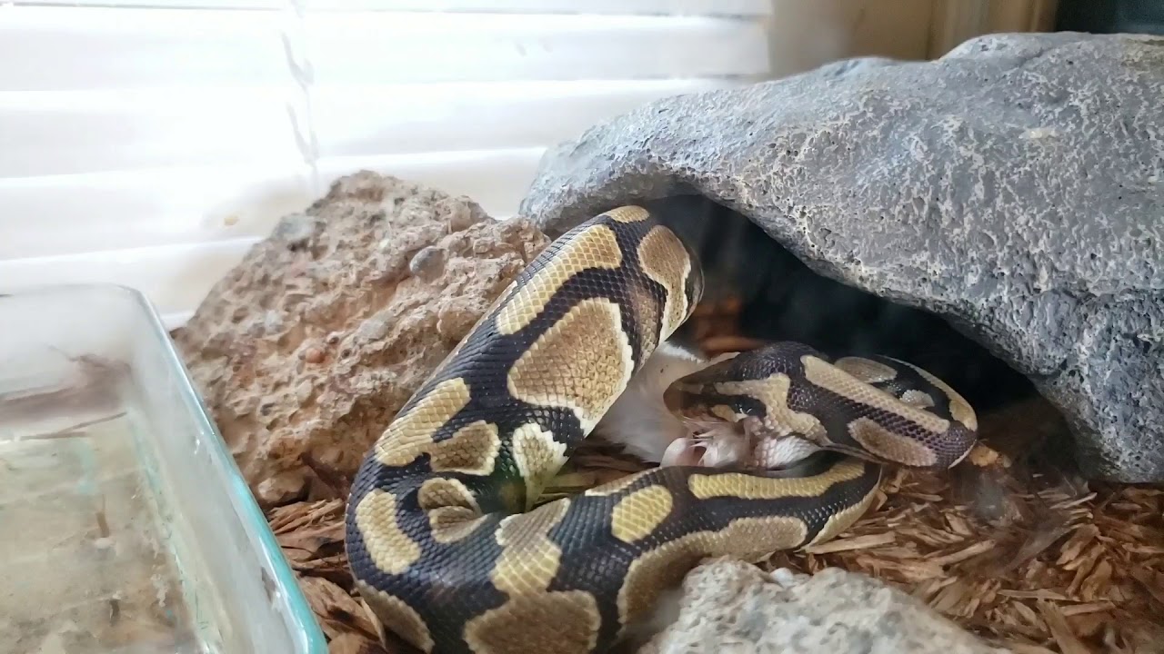 Ball Python Feeding Ep. 8 - YouTube