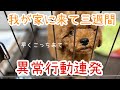 【分離不安症】我が家に来て三週間。異常行動連発...