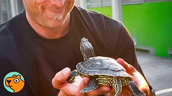 Turtle Acts Just Like a Dog When He Sees His Dad | Cuddle Buddies