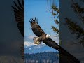 Majestic Eagle Soaring in Slow Motion 🦅✨ | Watch the Beak Move!