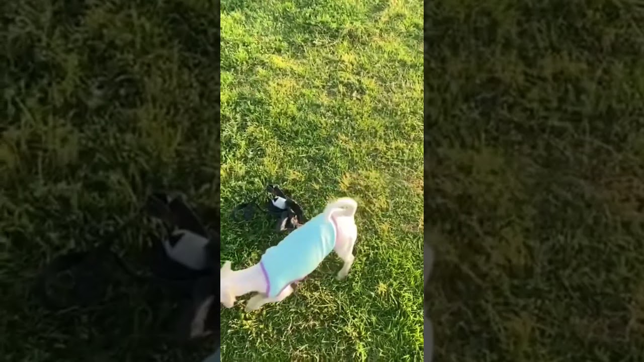 Play Time With My Dog 