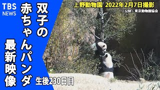 【最新映像】上野動物欄の双子パンダ　いつの間にそんなに高い木に登れるようになったの？！運動場に出た双子パンダ（２月７日撮影）