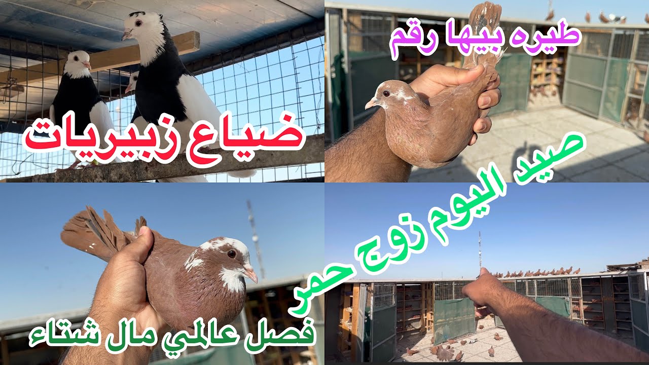 ضياع الزبيريات🥲صيدزوج حمر 😍فصل عالمي😇طيره بيها رقم تلفون😁