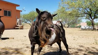 How To Shave or Clip A Goat (Buck)