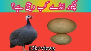 Chakor Ande kab deti hai How many eggs does the guinea fowl lay fast does the guine