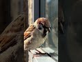 birds knocking on window 2026 #BirdBehavior #NatureFacts #TerritorialBirds