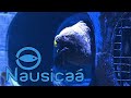 Nausica le plus grand aquarium deurope