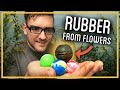 Can you turn wildflowers into rubber