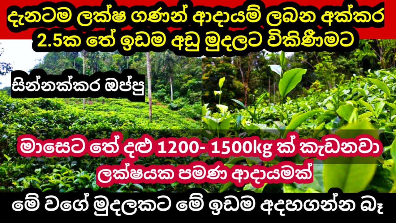 Tea land for sale Low price land for sale Land for sale in sri lanka idam sale Aduwatta