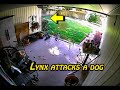 Lince Ataca A Un Perro - Lynx attacks dog