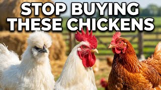 5 Chicken Breeds I Will NEVER Buy Again (And What I'm Getting Instead) 🚫🐔