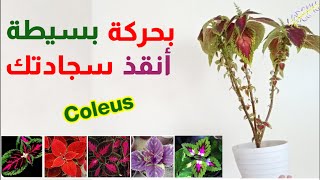 حركة بسيطة أنقذ نبات السجادة (الكوليس)? نبتة السجاد او القطيفة, الموبرة coleus