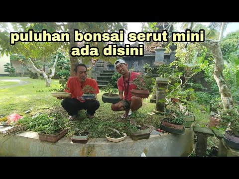 Puluhan Bonsai Serut Mini Ada Disini