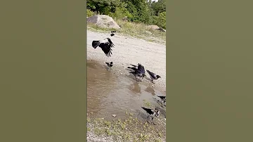 Crows In Particular Really Like To Mix Water In Their Food So Why Not Just Put It There For Them 
