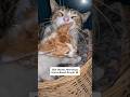 Mandi Basah Kuyub #shorts #cat  #kucing #catlovers #animals #funny #kitten #pets