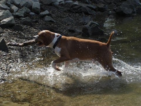 Perdigueiro Português / Portuguese Pointer / Португальский пойнтер / Португальская легавая