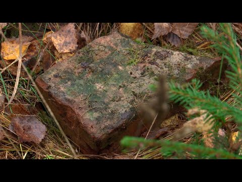 Никто не знал об этом месте! ЧТО НАШЛИ В БЕЛОВЕЖСКОЙ ПУЩЕ ЧЕРЕЗ 80 ЛЕТ ПОСЛЕ ВОЙНЫ?