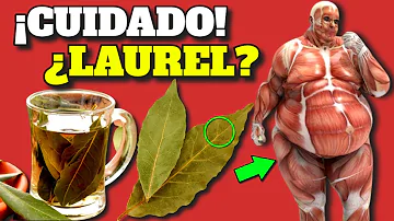 ¿Cuánto laurel molido equivale a 1 hoja de laurel?