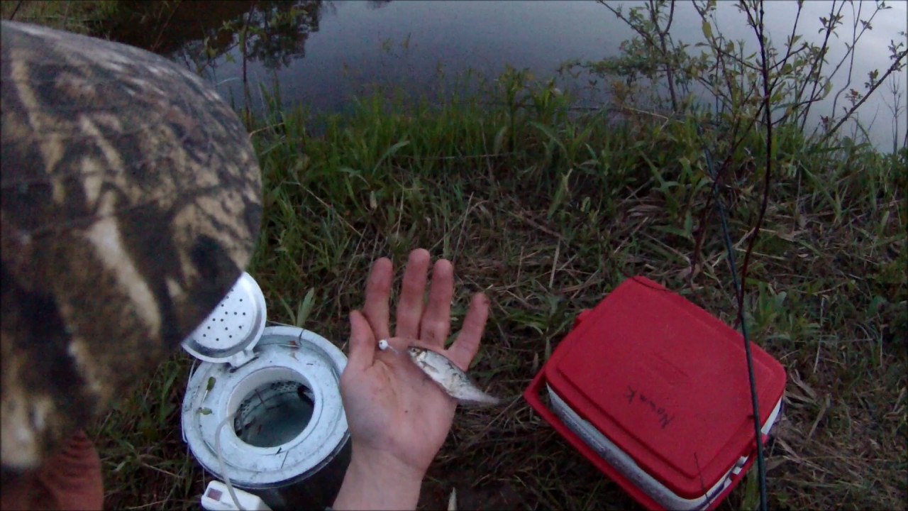 Small Pond Walleye and Panfish YouTube