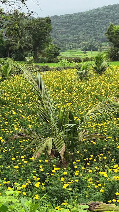 செவ்வந்தி பூந்தோட்டம் பூக்களே சற்று pookale satru  #music #song #love #nature #naturelovers #flowers