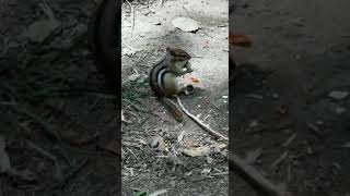 Chipmunk - Lampton Woods