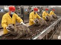 Inside the Civet Coffee Factory: How Cat Poop Becomes $600/lb Luxury Coffee(Kopi Luwak Full Process)