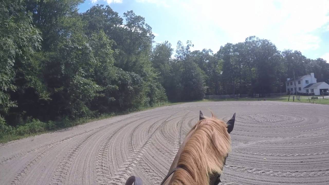Horse Farm in Ledyard, CT YouTube