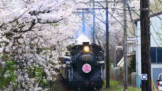 大井川鐵道 お花見列車2025 | 大井川鐵道【公式】