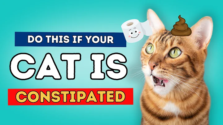 Is Your Cat Blocked or Constipated? - DayDayNews