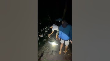 Câu dính thác lác khủng trong đêm , câu thác lác đêm