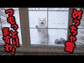 めっちゃ雪つもっとるのに猫しめだしたらアカンやろ!?