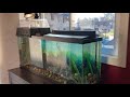 55 Gallon Turtle Tank Aquarium Setup