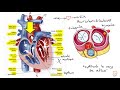 Le systme cardiovasculaire