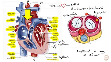 Comment fonctionne l'appareil cardiovasculaire ?