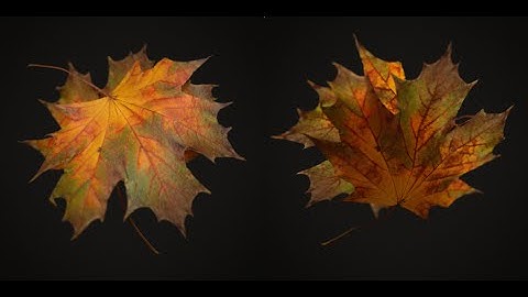 How to Create a Realistic Tree in Blender 3D - Part 2