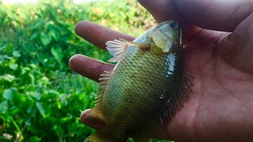 Câu cá rô đồng_bình mỹ củ chi ( ngày 5 tháng 10, 2019)✅ #laibinhdinh