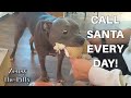 Pitbull Dog Gets Best Christmas Ever!!